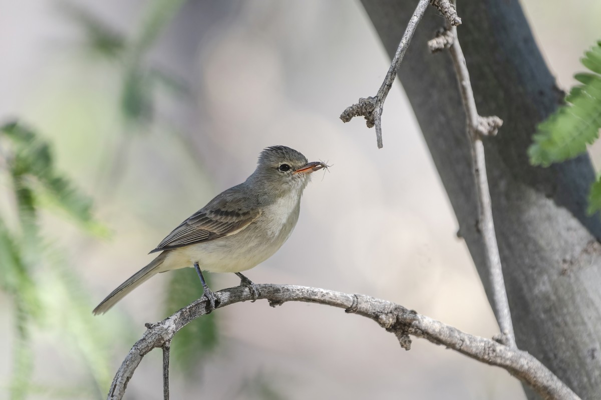 Northern Beardless-Tyrannulet - ML497681351