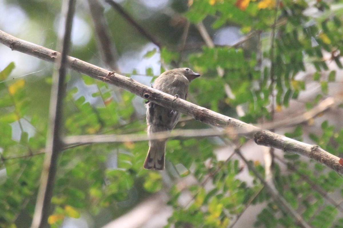 Willcocks's Honeyguide - ML49768171