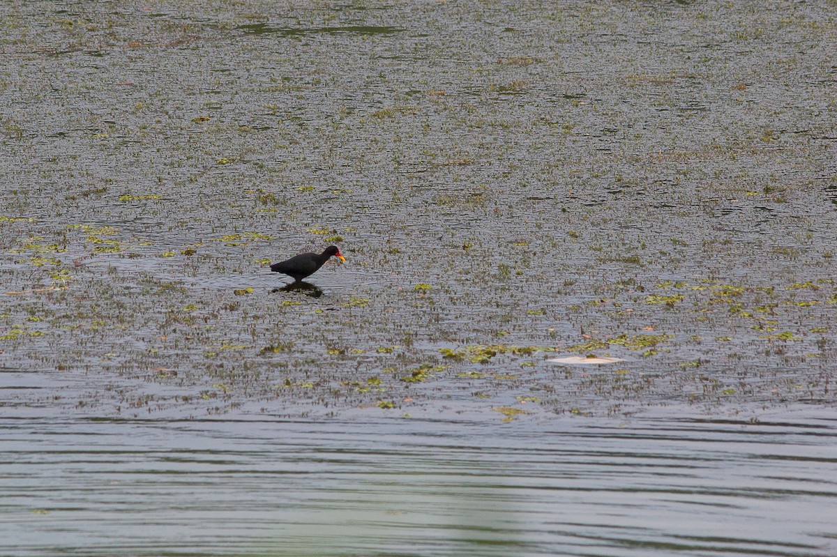 Wattled Jacana - ML49768261