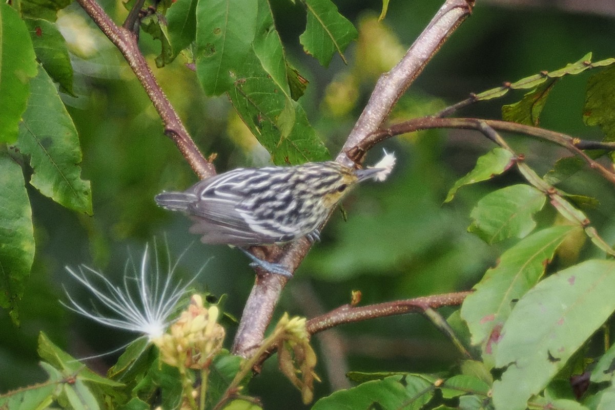 Sclater's Antwren - Scott (瑞興) LIN(林)