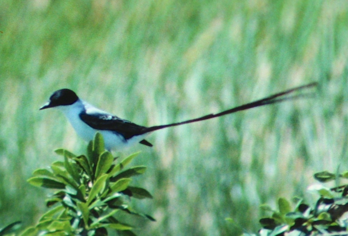 Fork-tailed Flycatcher - Dave Czaplak