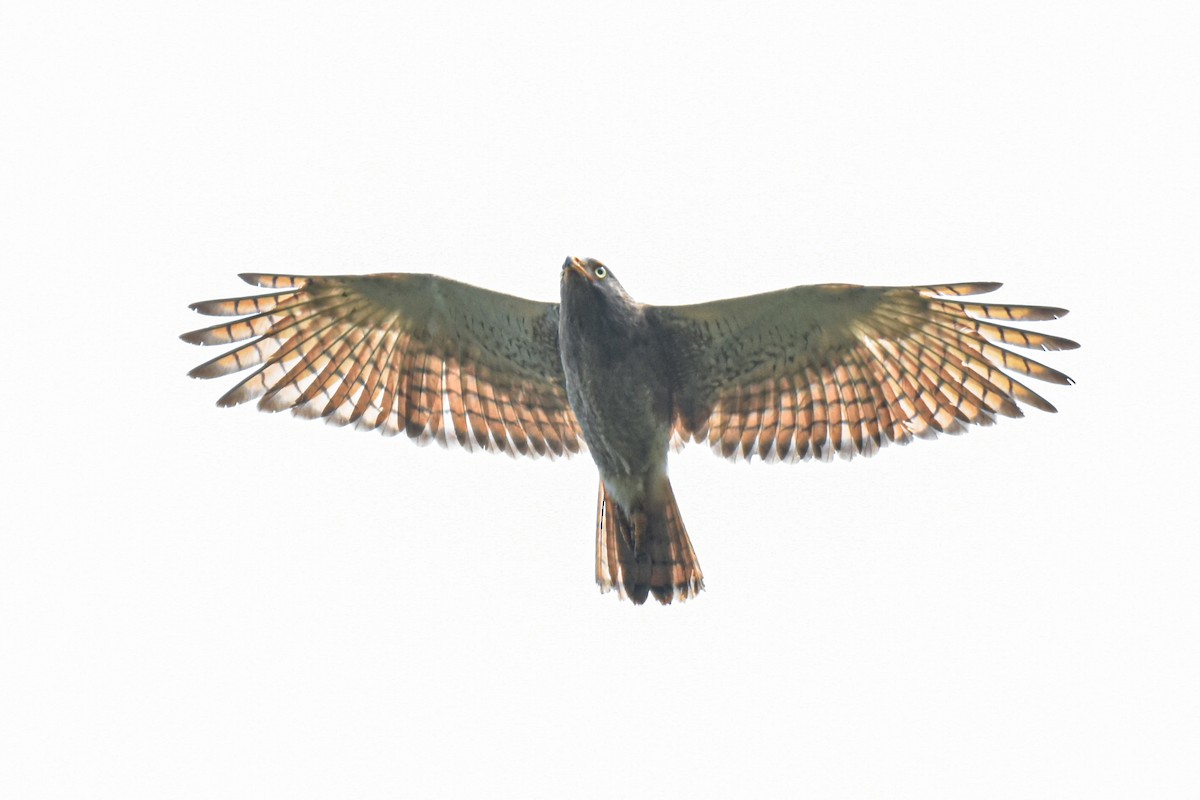 Rufous-winged Buzzard - ML497688971