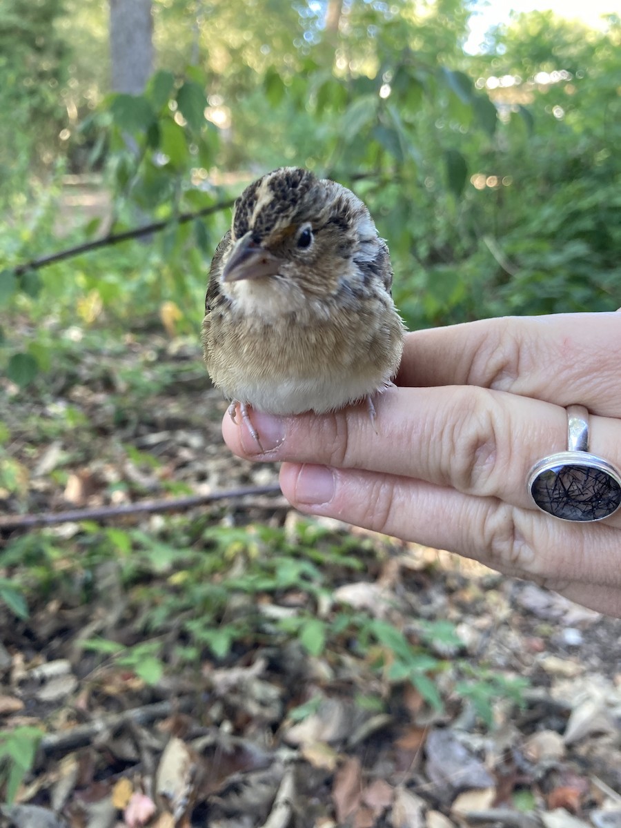 Grasshopper Sparrow - ML497689101