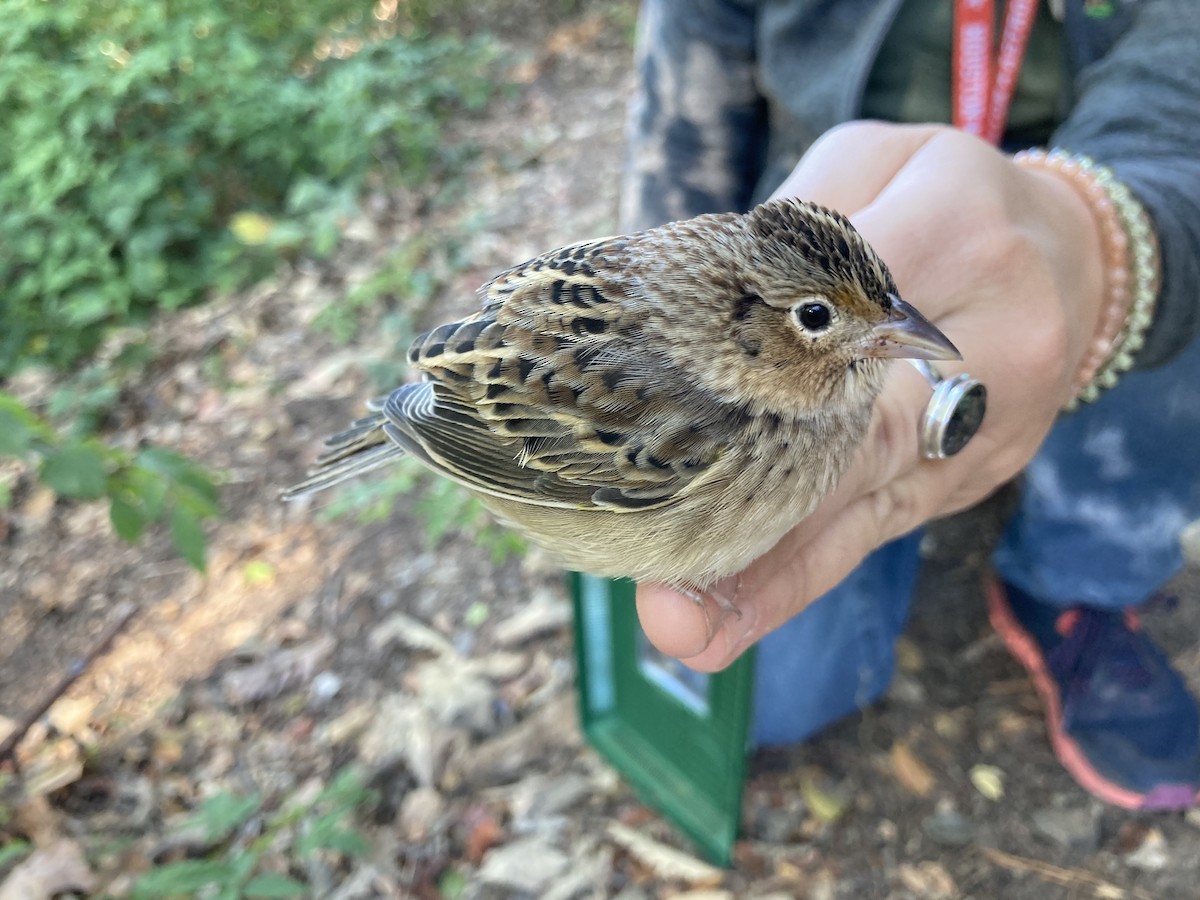 Grasshopper Sparrow - ML497689111