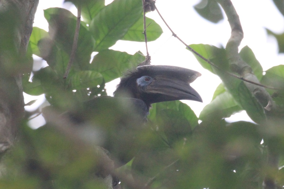 Black-casqued Hornbill - ML49768971