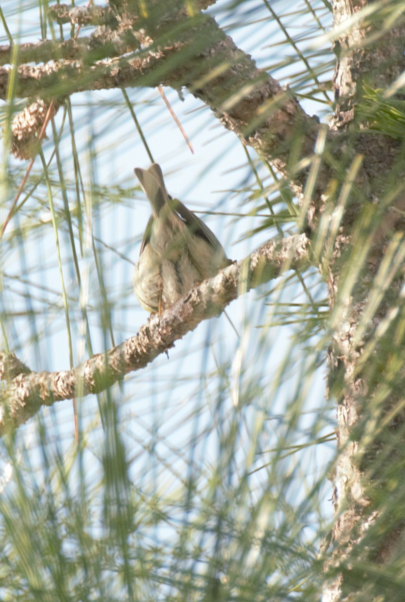 Pine Warbler - Ann Satterfield