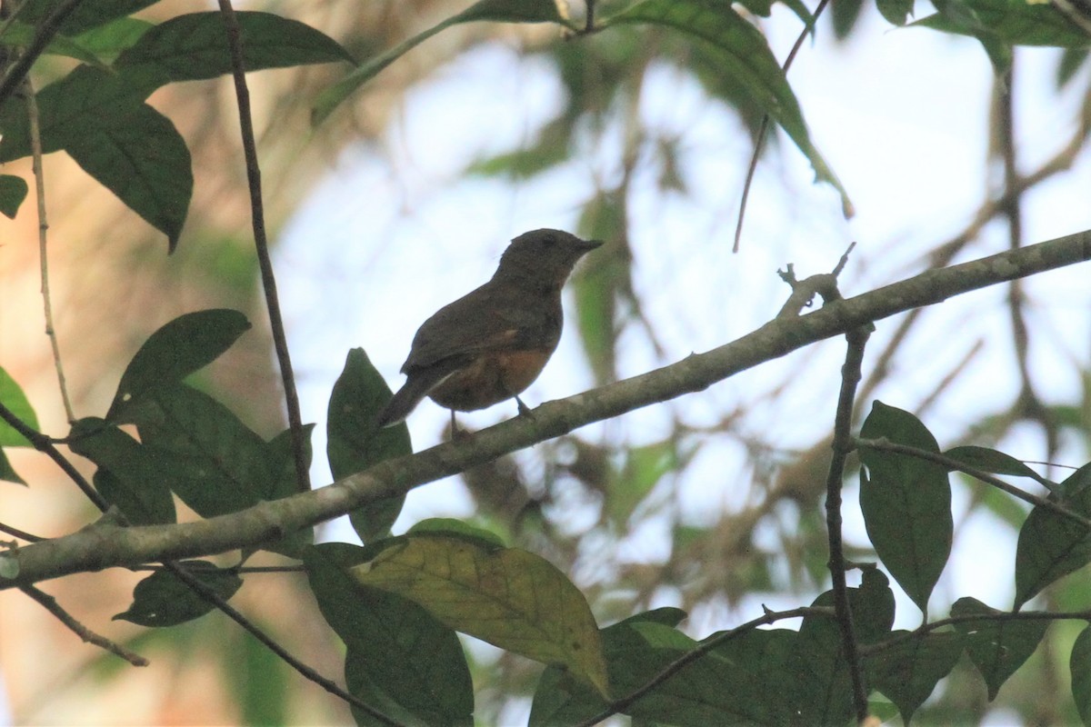 Finsch's Flycatcher-Thrush - ML49769091