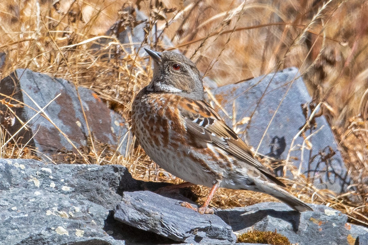 Altai Accentor - ML497691161