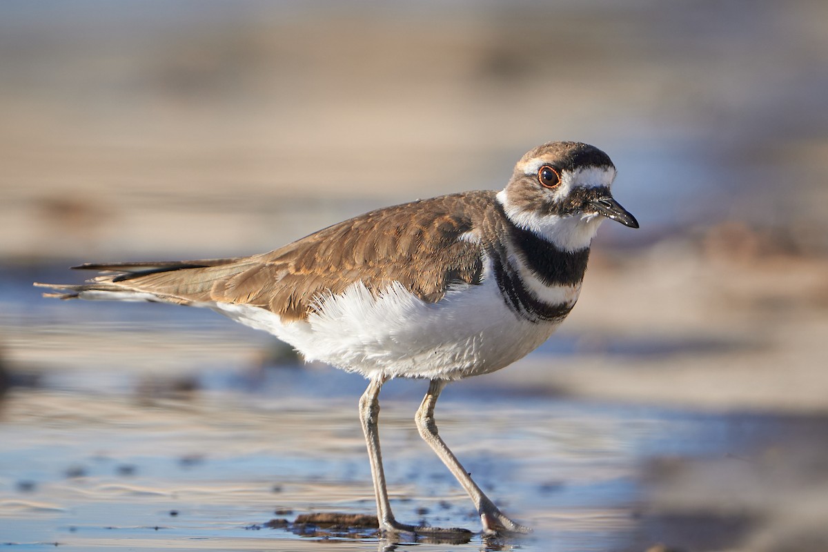 Killdeer - ML497691231