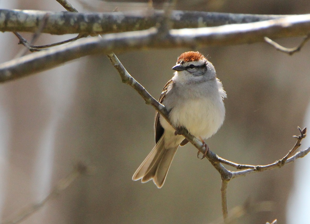 Chipping Sparrow - ML497691501