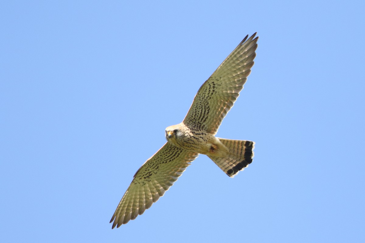 Eurasian Kestrel - ML49769181