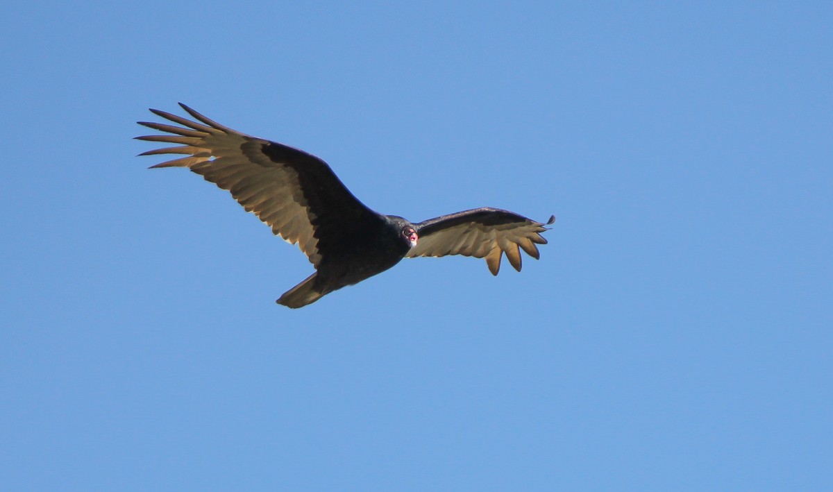 Turkey Vulture - ML497691891