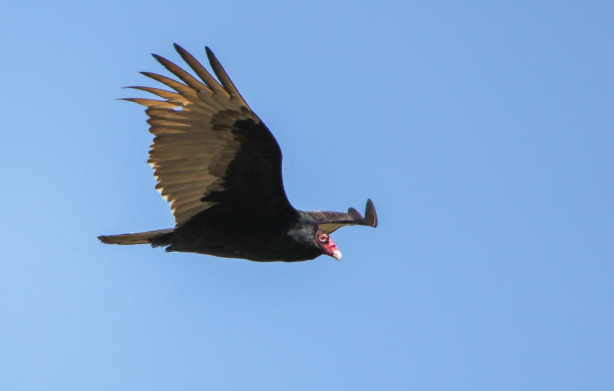 Turkey Vulture - ML497691901