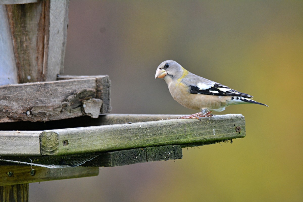 Evening Grosbeak - Joel & Paula Farwell