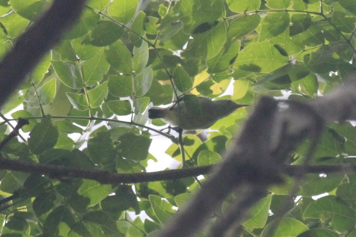 Little Green Sunbird - ML49769321