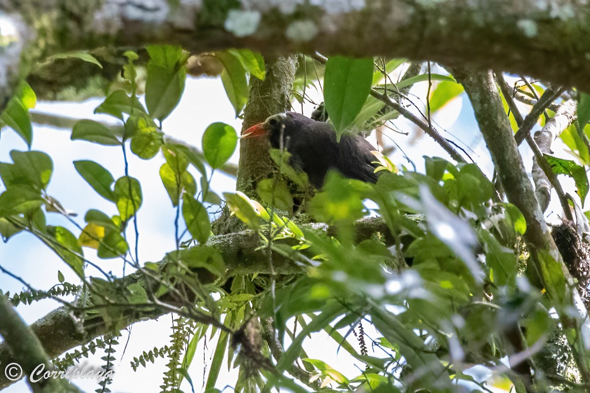 Bare-headed Laughingthrush - ML497696331