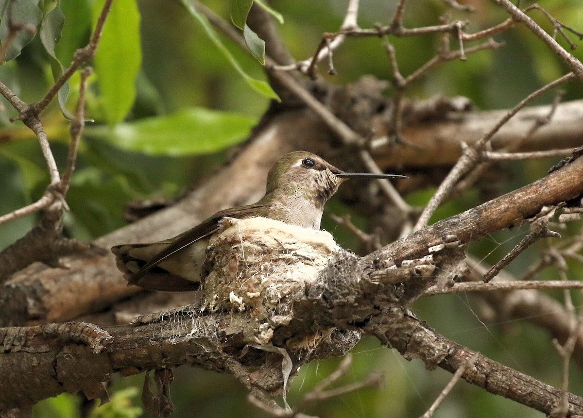 rødmaskekolibri - ML49770011