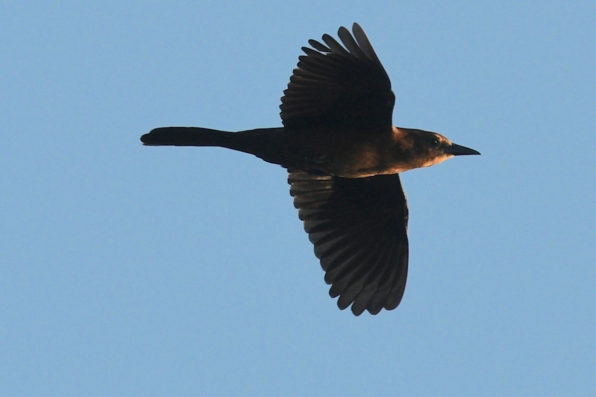 Boat-tailed Grackle - ML497700851