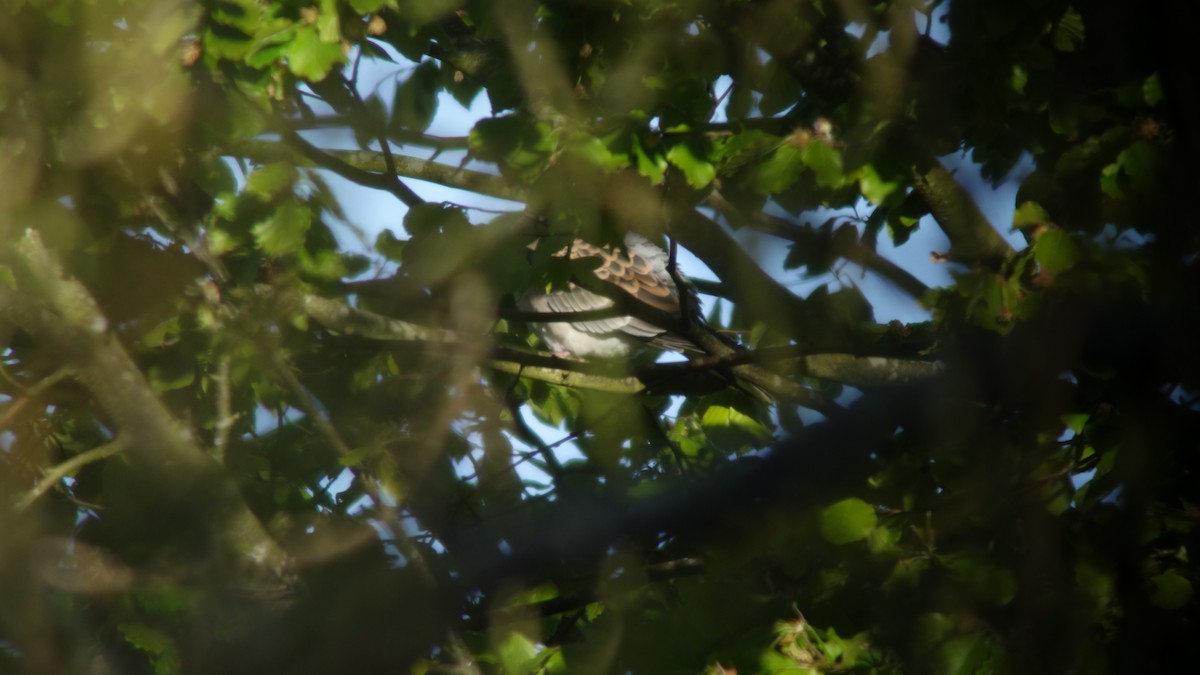 Oriental Turtle-Dove - ML497700981