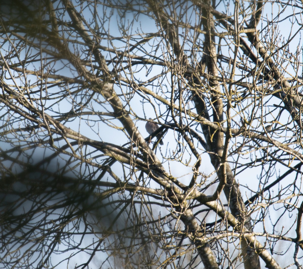 Oriental Turtle-Dove - ML497701001