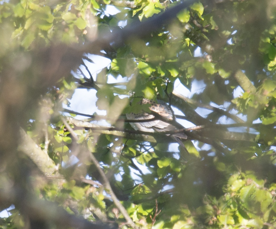 Oriental Turtle-Dove - ML497701031