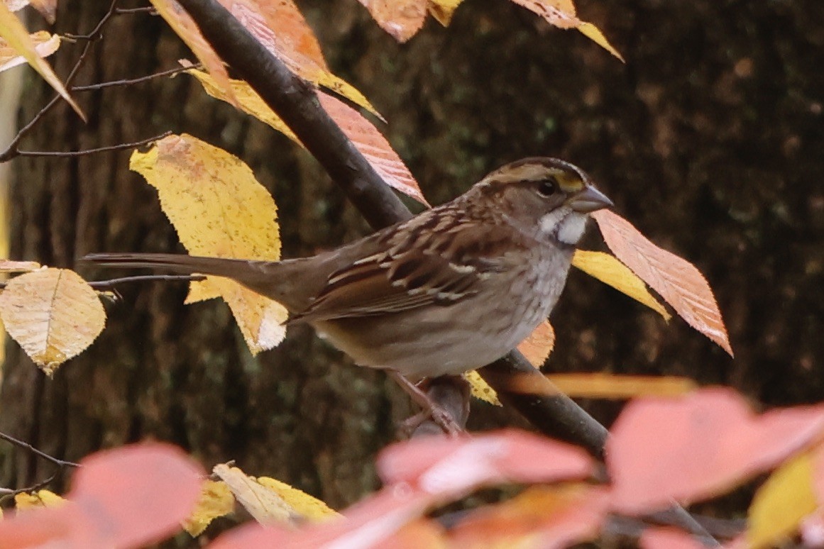 White-throated Sparrow - ML497705051