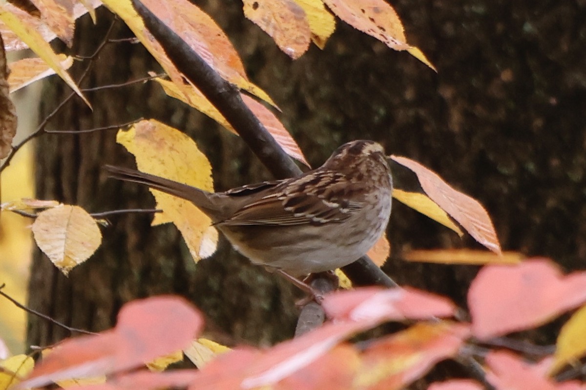 White-throated Sparrow - ML497705081