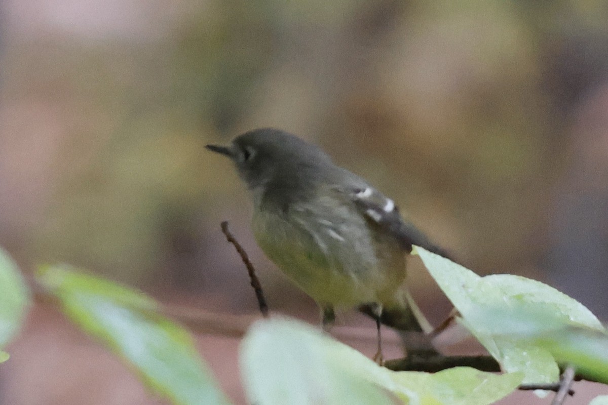 Roitelet à couronne rubis - ML497705241
