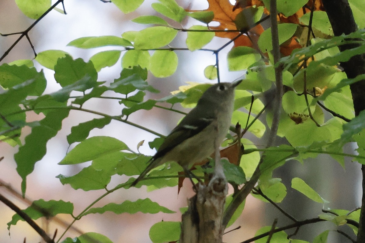 Ruby-crowned Kinglet - ML497705251