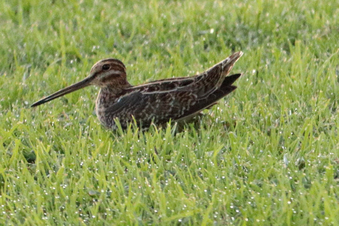 Wilson's Snipe - Robert Irwin