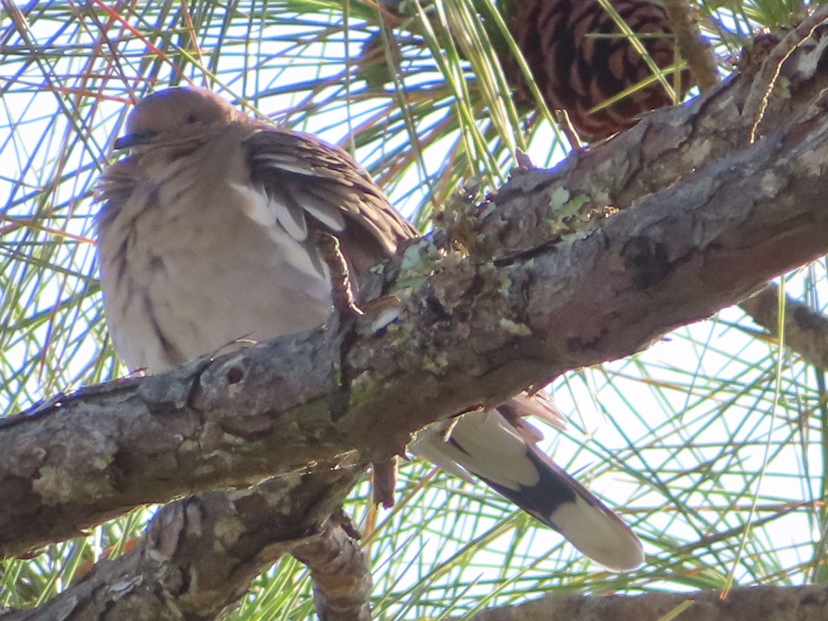 White-winged Dove - ML497706671