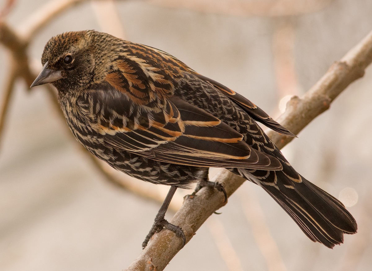 Red-winged Blackbird - ML49770741