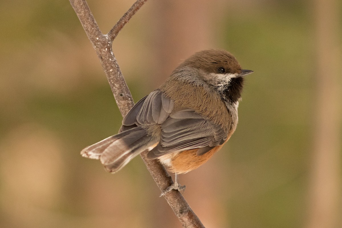 Boreal Chickadee - ML49770911