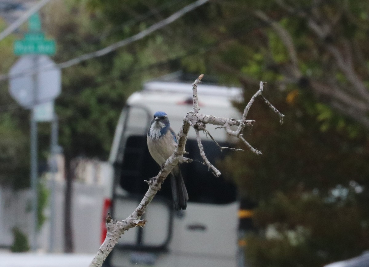 California Scrub-Jay - ML497710311