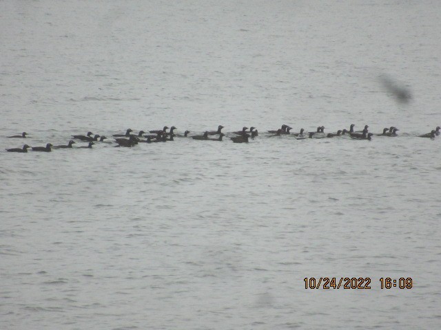 White-winged Scoter - ML497712201