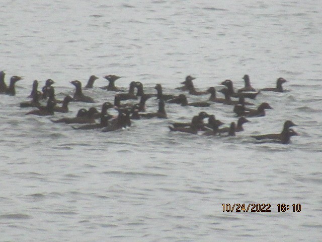White-winged Scoter - ML497712211