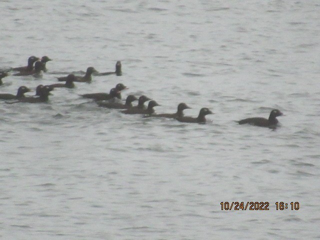White-winged Scoter - ML497712221