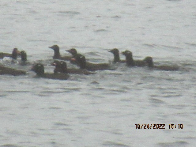 White-winged Scoter - ML497712231