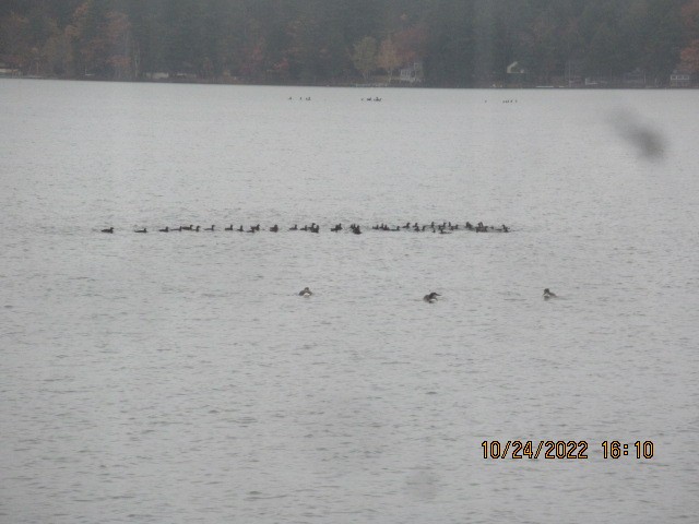 White-winged Scoter - ML497712241
