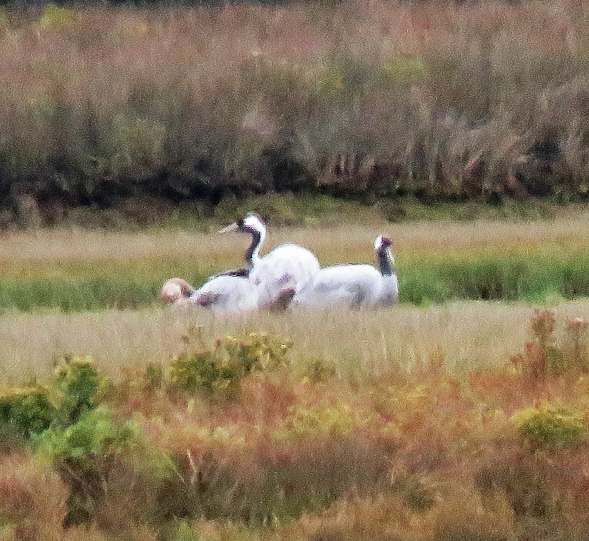 Common Crane - ML497713591