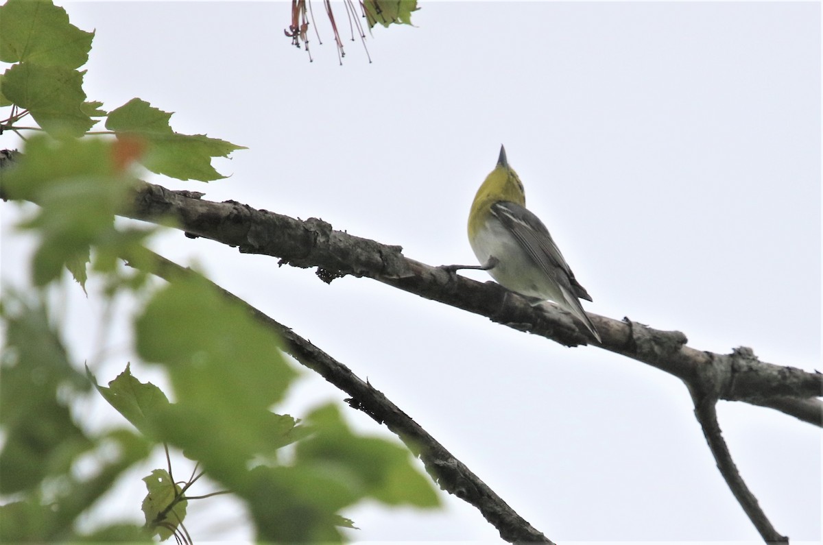 Black-throated Green Warbler - ML497714641