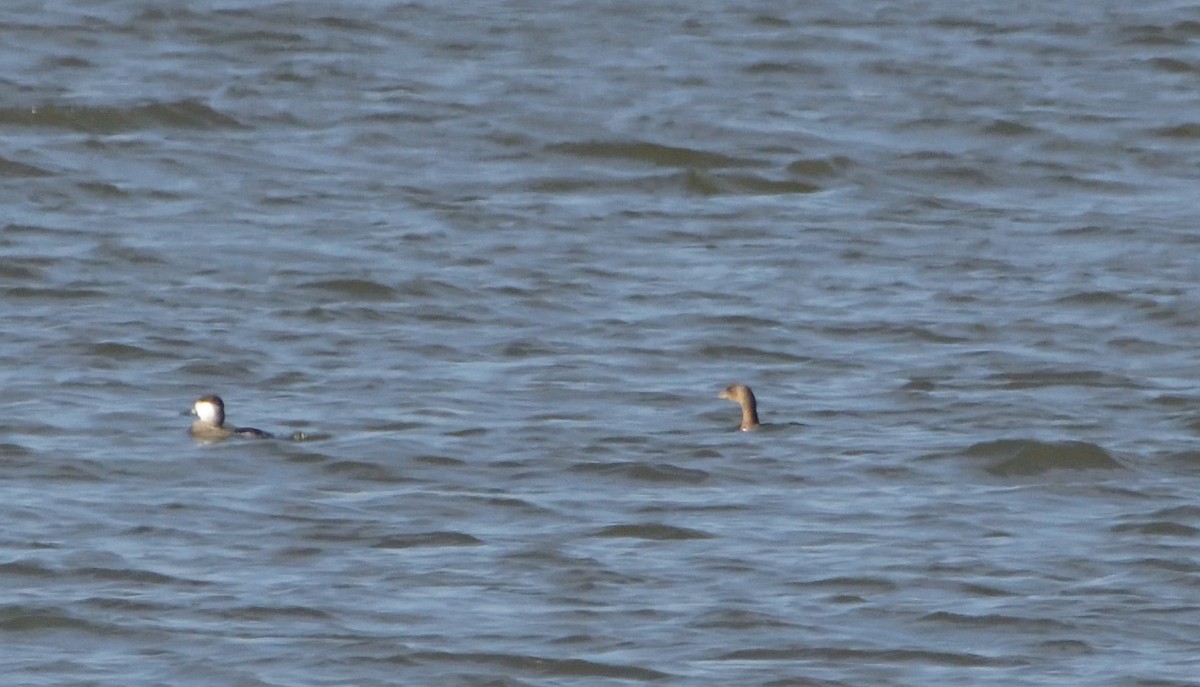 Pied-billed Grebe - ML497715621