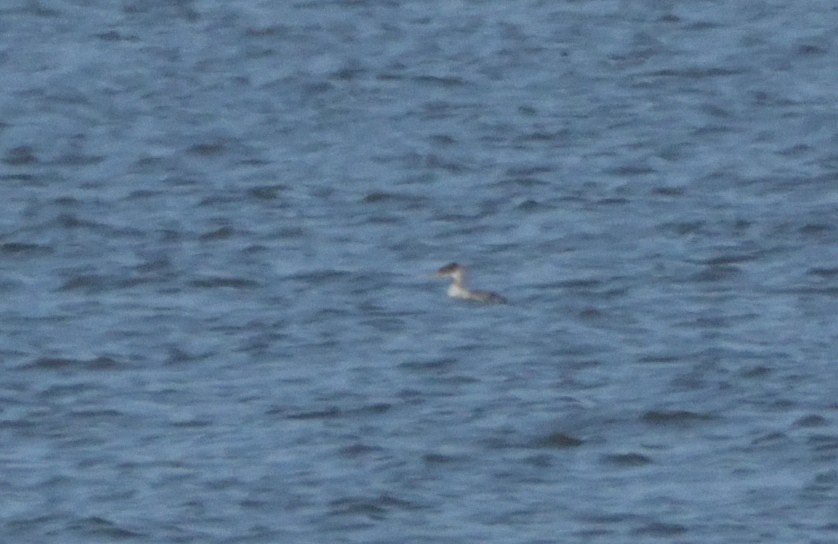 Red-necked Grebe - ML497715731