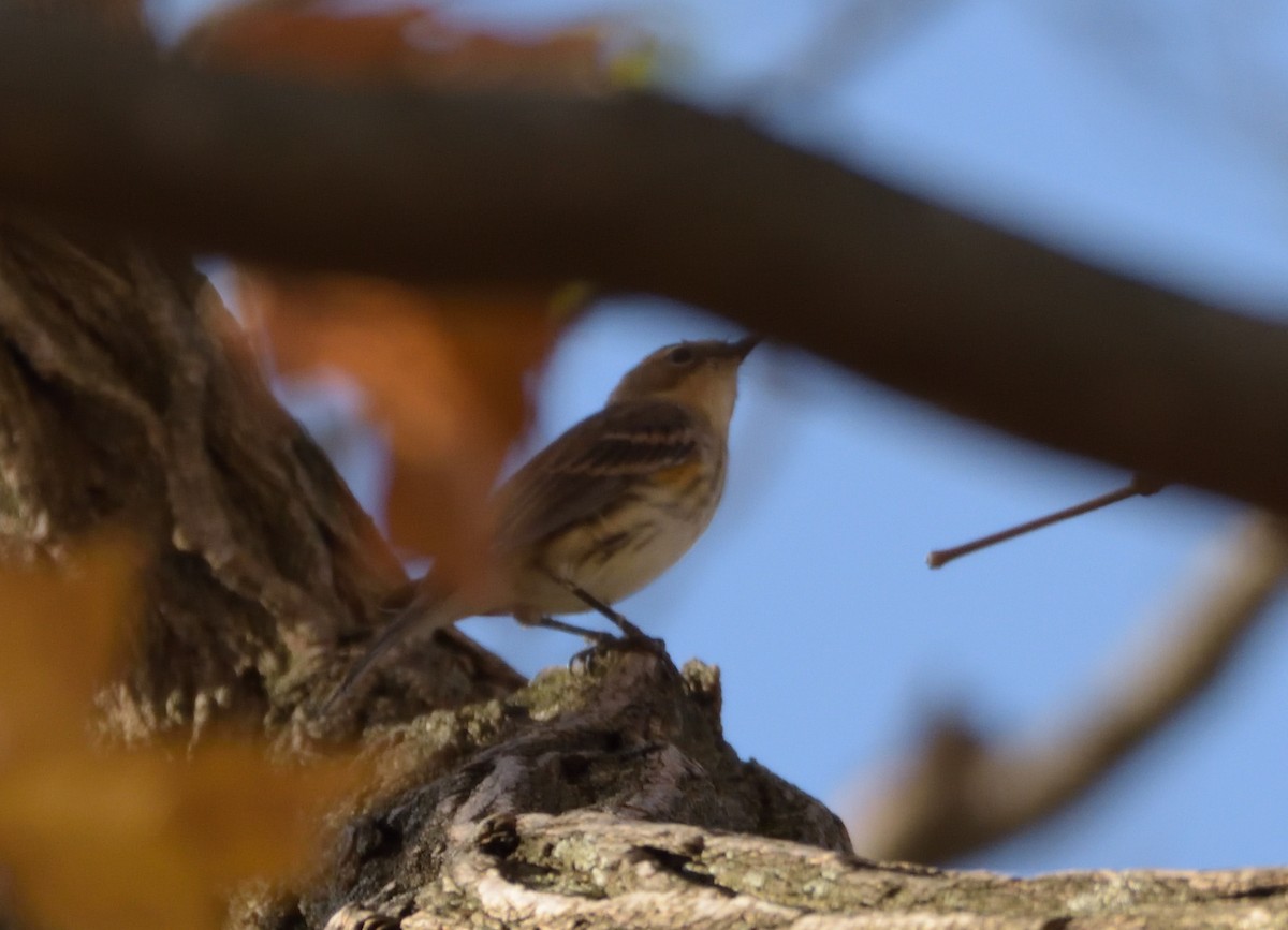 Yellow-rumped Warbler (Myrtle) - Robert Tonge