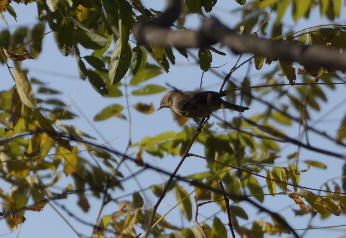 Yellow-rumped Warbler (Myrtle) - ML497715801
