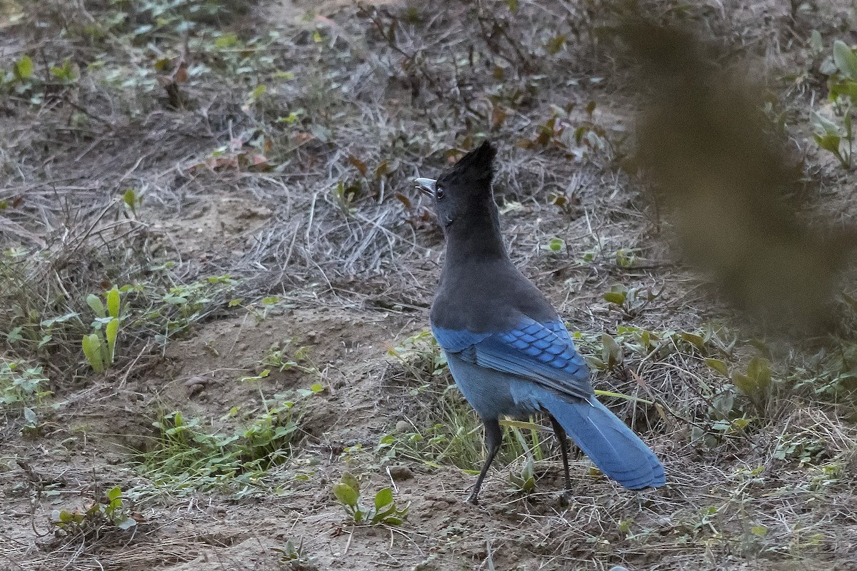 Steller's Jay - ML497717221