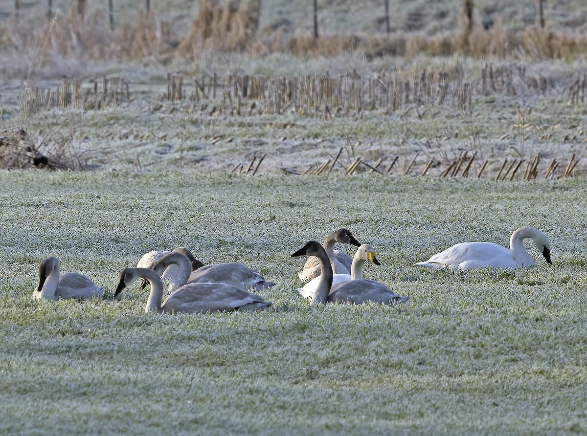 Whooper Swan - ML497717271