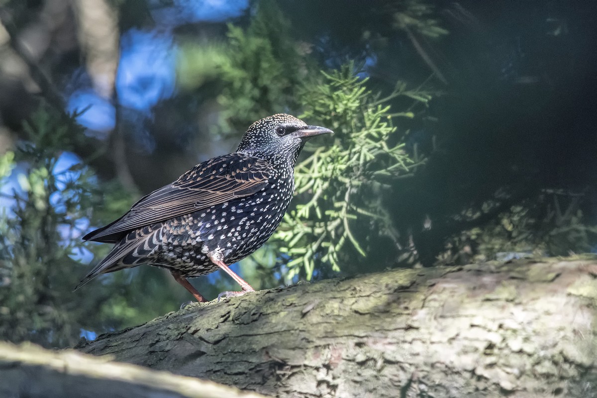 European Starling - ML497717301