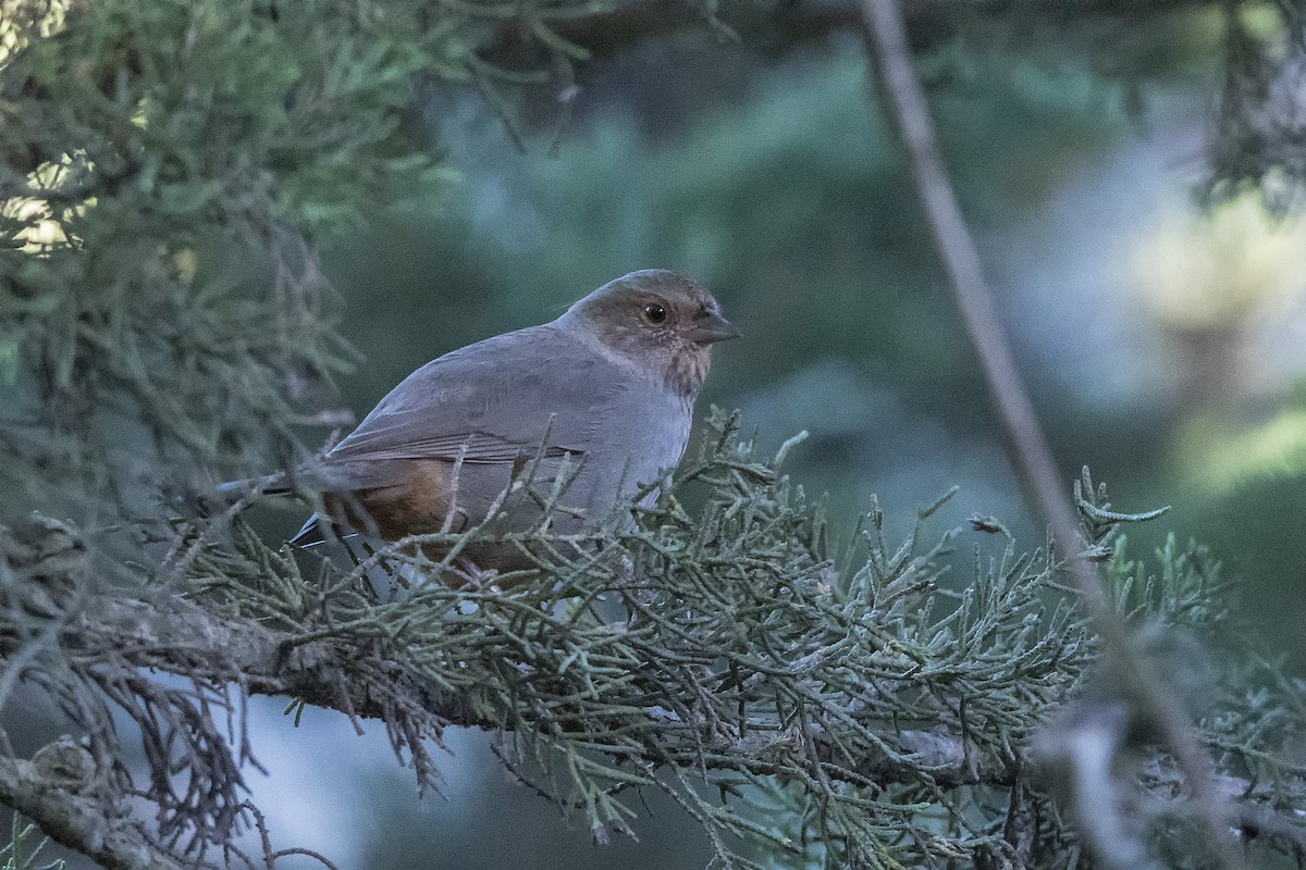 California Towhee - ML497717341