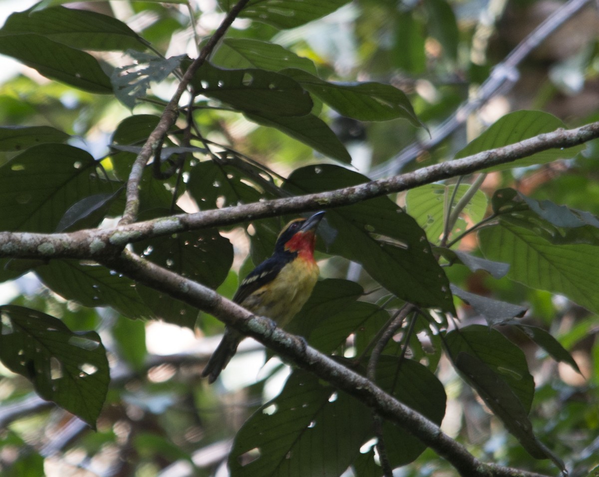 Gilded Barbet - ML497718421